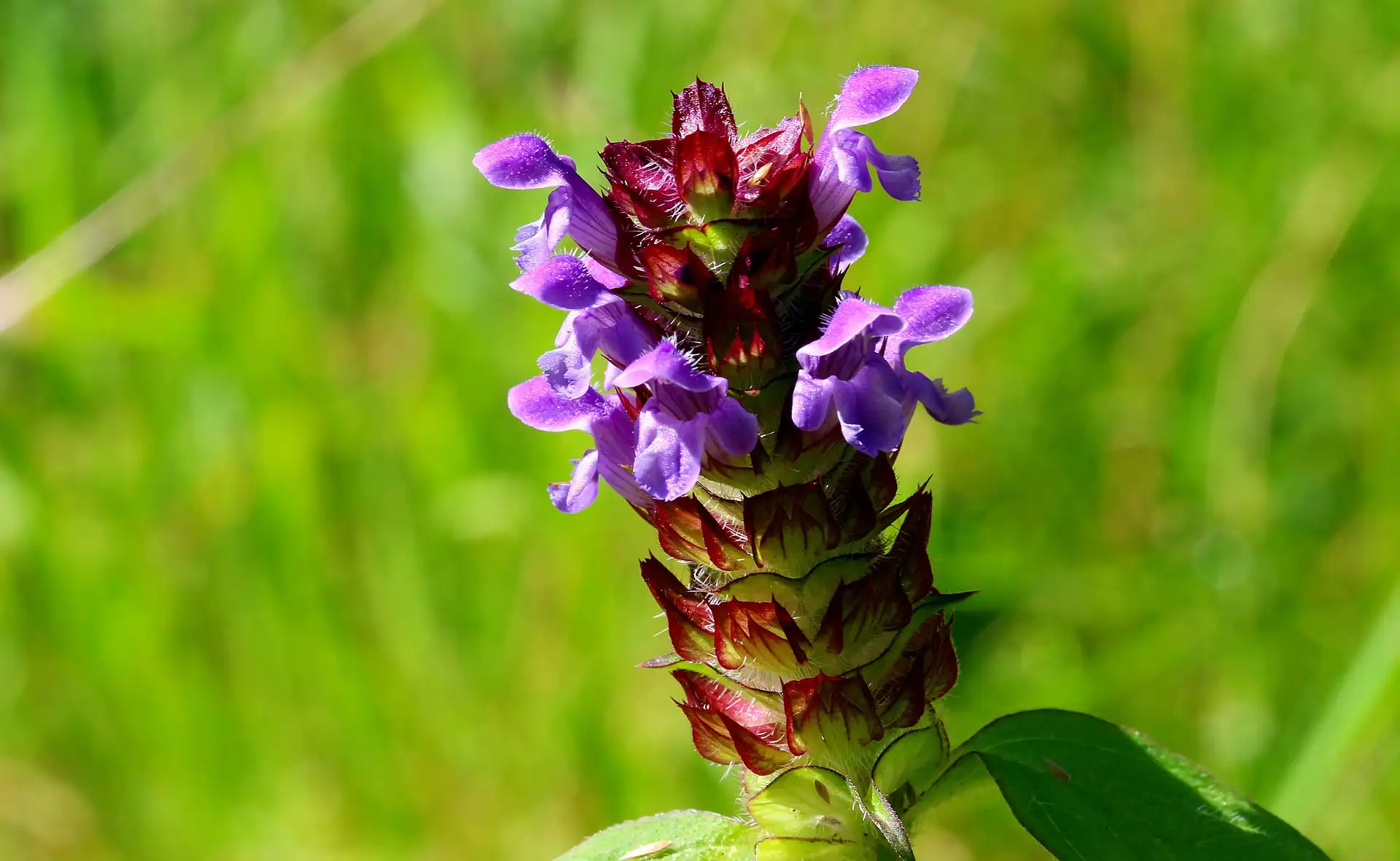 How do You Use Spica Prunellae Extract for Hair Growth?
